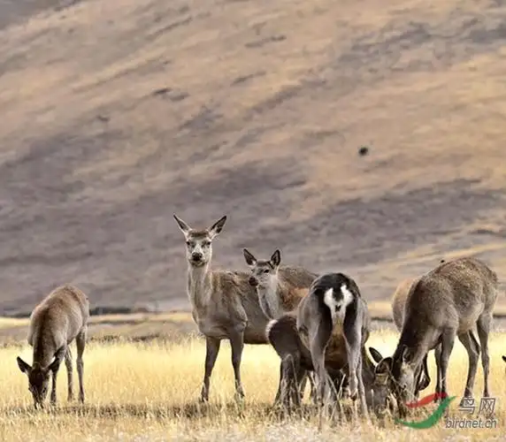 西藏类乌齐野生藏马鹿祝贺首页精华