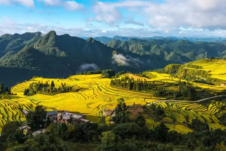 金秋田园---贵定腊利梯田