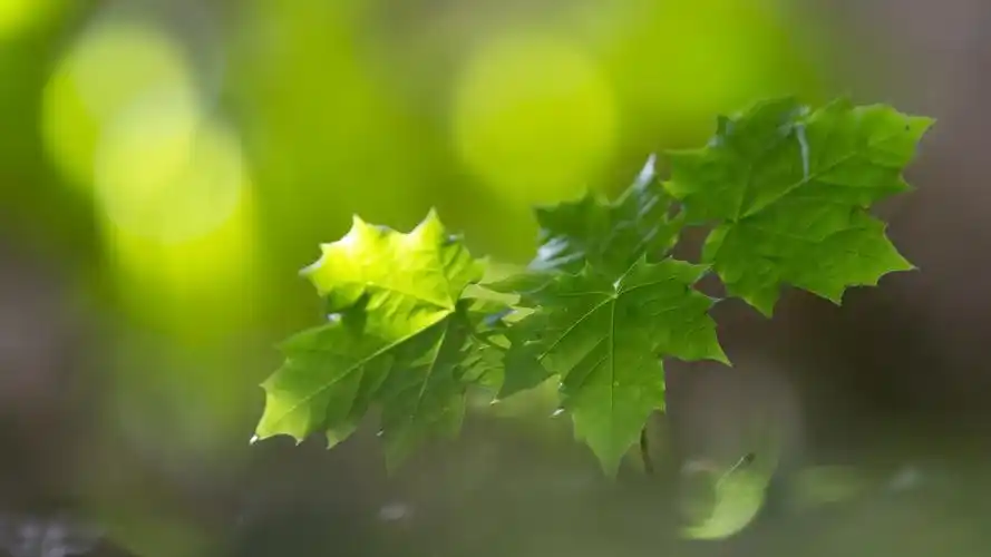 翠绿的树叶绿色护眼高清宽屏壁纸