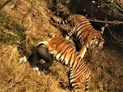 吃人的老虎怎么能逾越规则呢