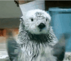 一颗超可爱的海獭头突然出现朝观众卖萌网友啊血槽已空