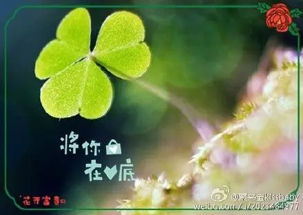 低眉浅殇,凭栏思量,时光无声的图片时光无声图片四叶草配文字句子悄无