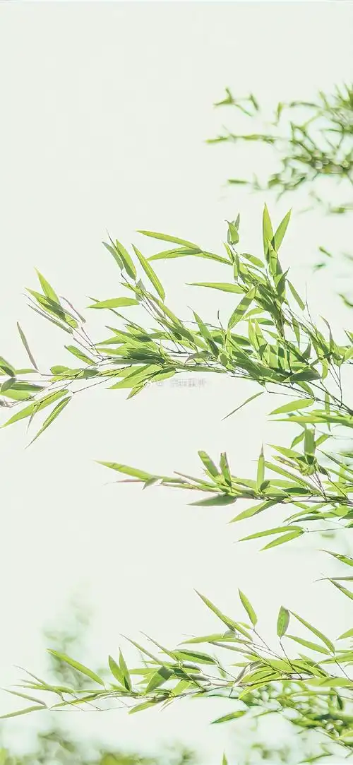 手机壁纸无水印壁纸高清壁纸可爱壁纸锁屏壁纸ins壁纸##朋友圈背景图