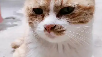 哈吉米一脸不屑的表情