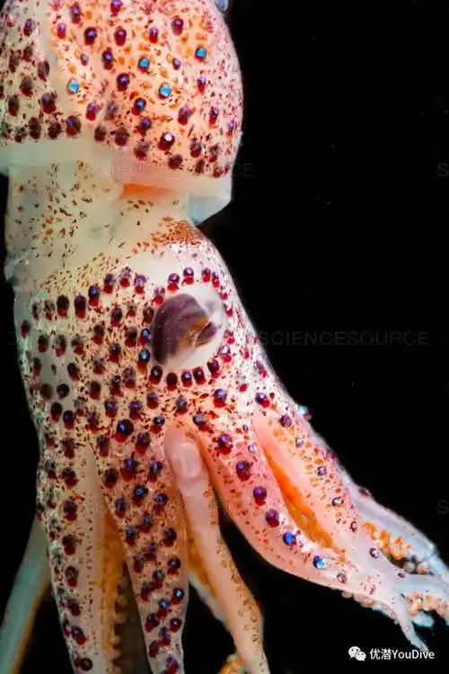 像钻石一样bling-bling的草莓鱿鱼,还长了一对儿大小眼?