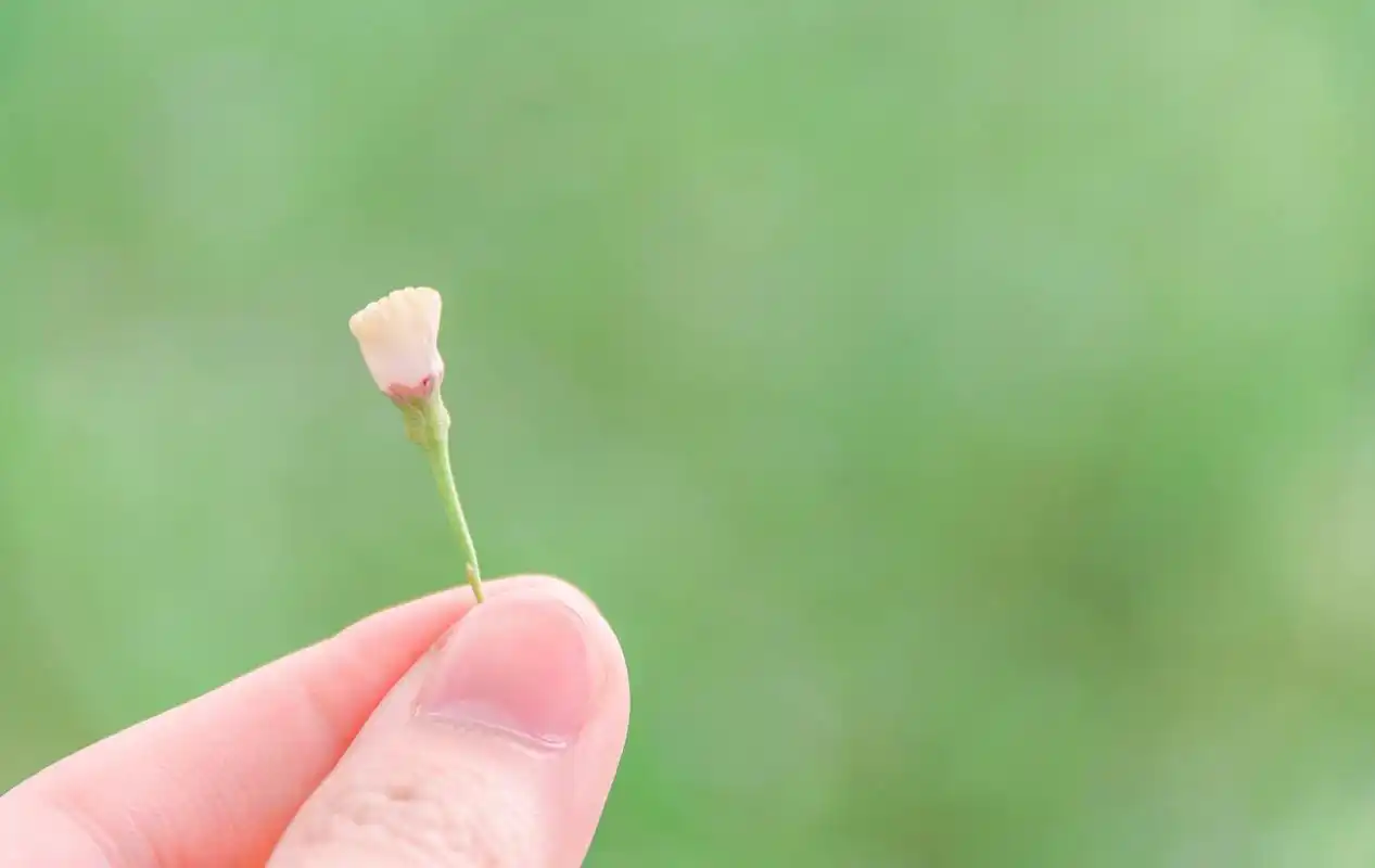 来几张护眼壁纸,放松眼睛,缓解疲劳