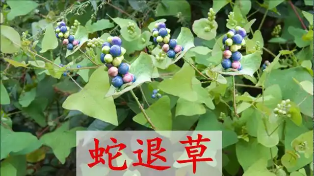植物杠板归人称"蛇退草",民间的中药材,看看农民有啥用?
