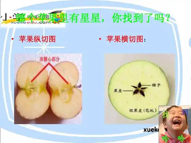 吗  苹 纵切果图   苹果切横: 图 找