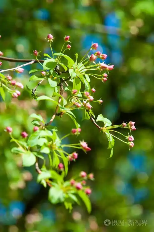 清新的樱花边界,绿色柔和的焦点背景,春天的时间,大自然