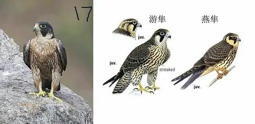 阿穆尔隼2017-12-4(张浩辉授课)