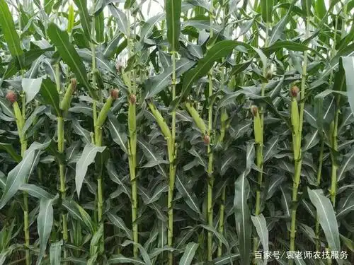 这个矮杆大棒玉米新品种亩产可达1吨多,适宜三大玉米主产区种植