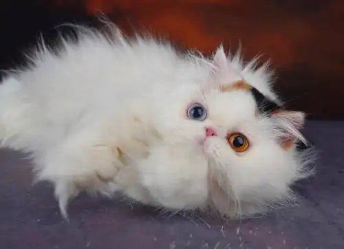 好稀有的异瞳三花波斯猫