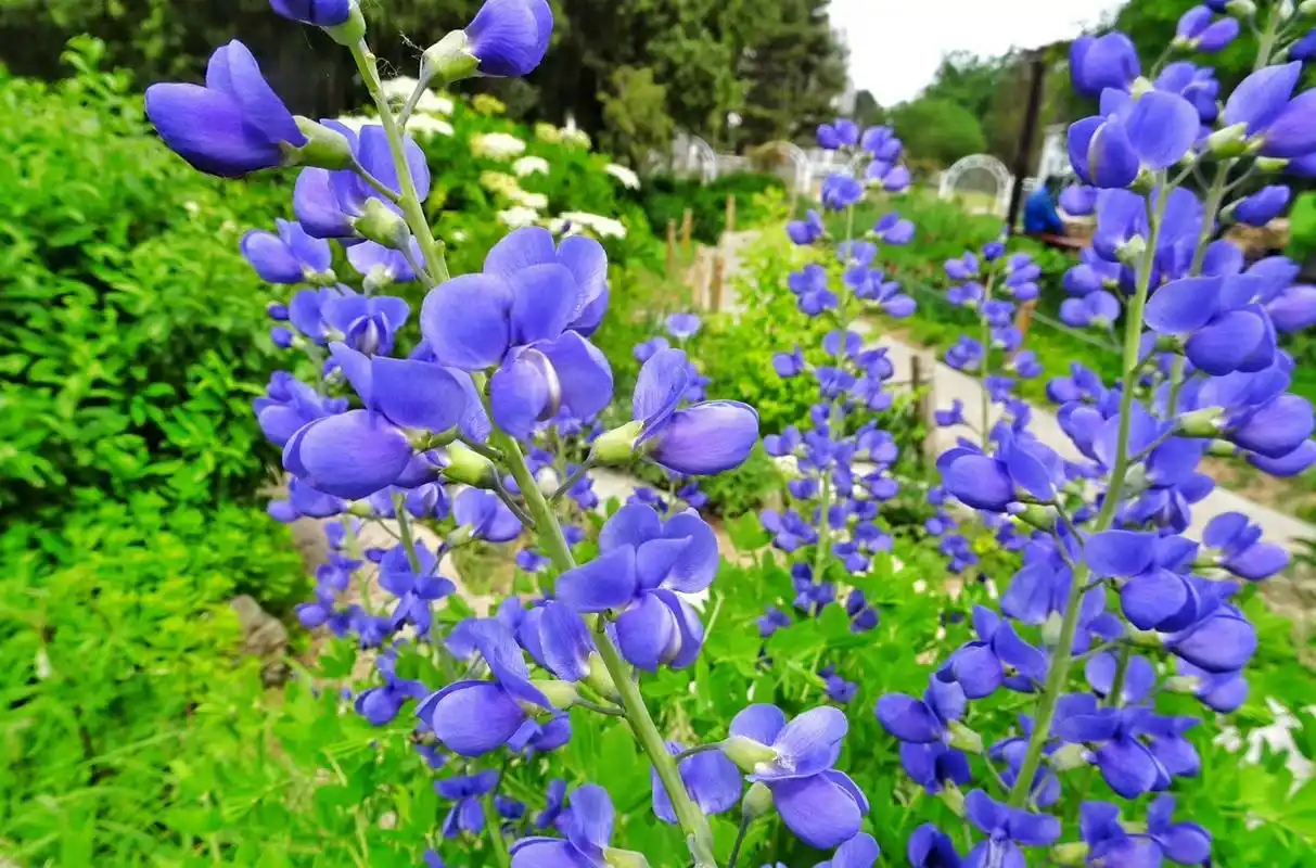 这好看的蓝色小花,叫南方巴帕迪豆.