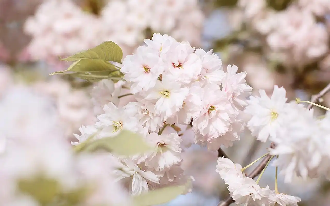 樱花唯美高清图片电脑桌面壁纸