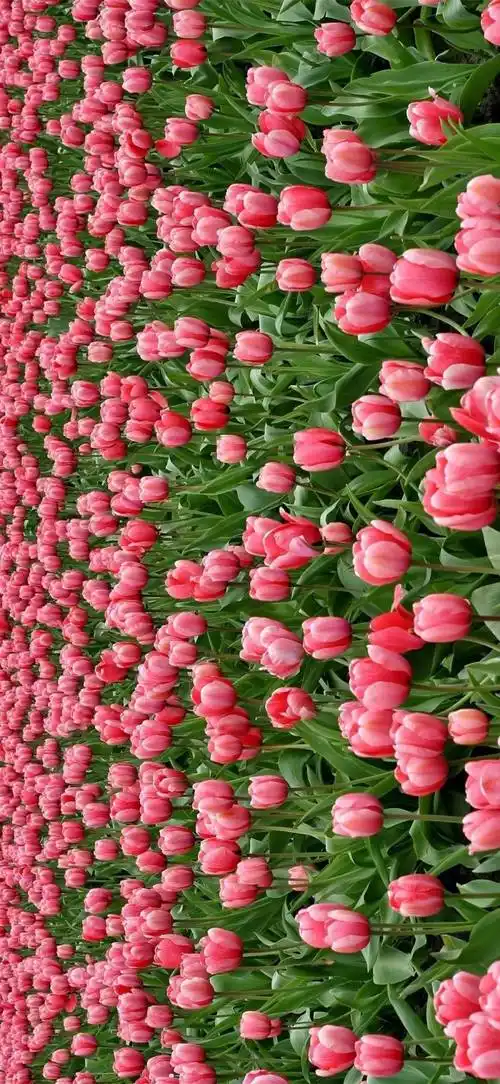 壁纸 | 高清优质ins风锁屏壁纸