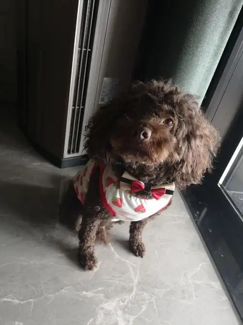 自己养的八岁公泰迪免费领养