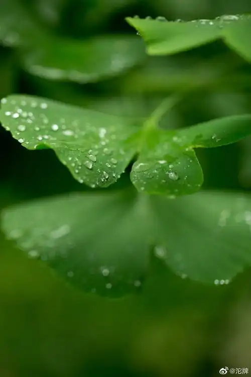 在沱牌舍得文化旅游区,390万棵植株造就多重生态屏障,高达98.