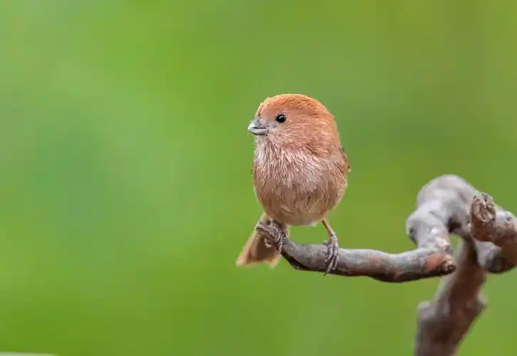 2020最喜欢的20张鸟图