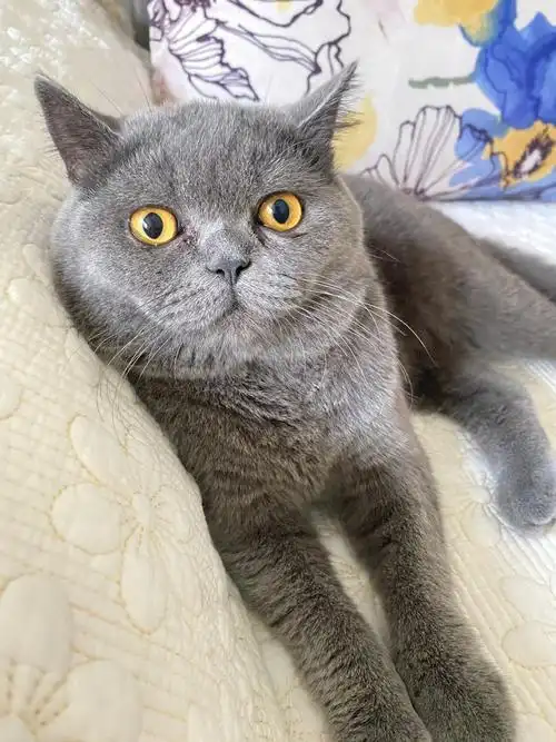 9个多月英短蓝猫算发腮吗