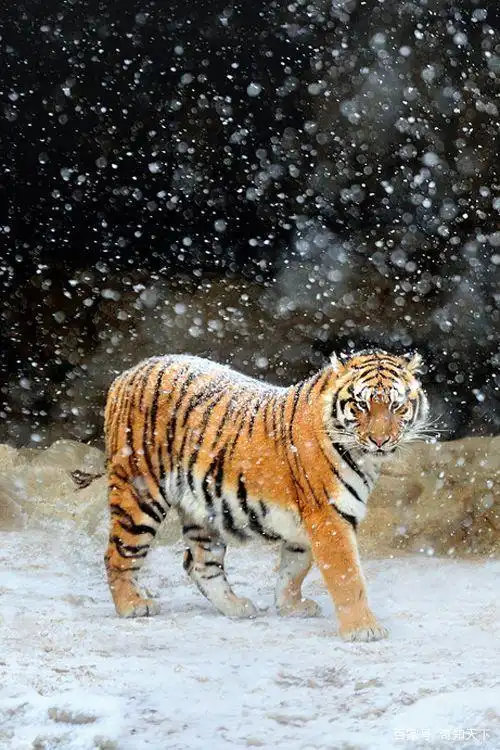 世界上最凶猛的三只老虎!第一名在三年内就吃掉了200多人