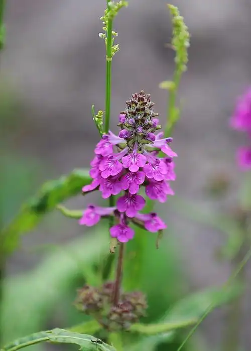 900_1255竖版 竖屏