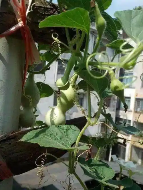 在阳台上盆栽葫芦最好种植两盘,这样可以方便花蕾授粉.