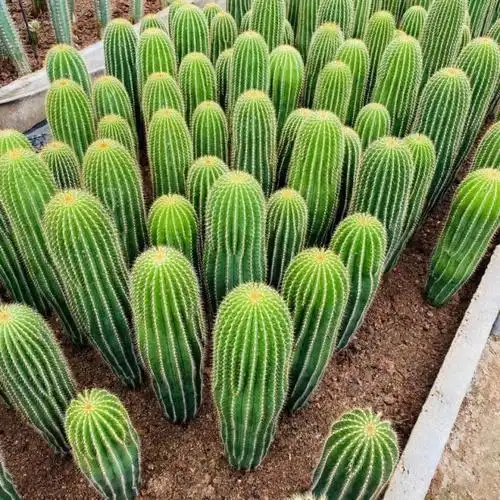 仙人柱大凤龙多肉植物大型仙人球仙人掌肉肉绿植花卉盆栽一件批发