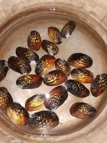 神奇的野生贝壳