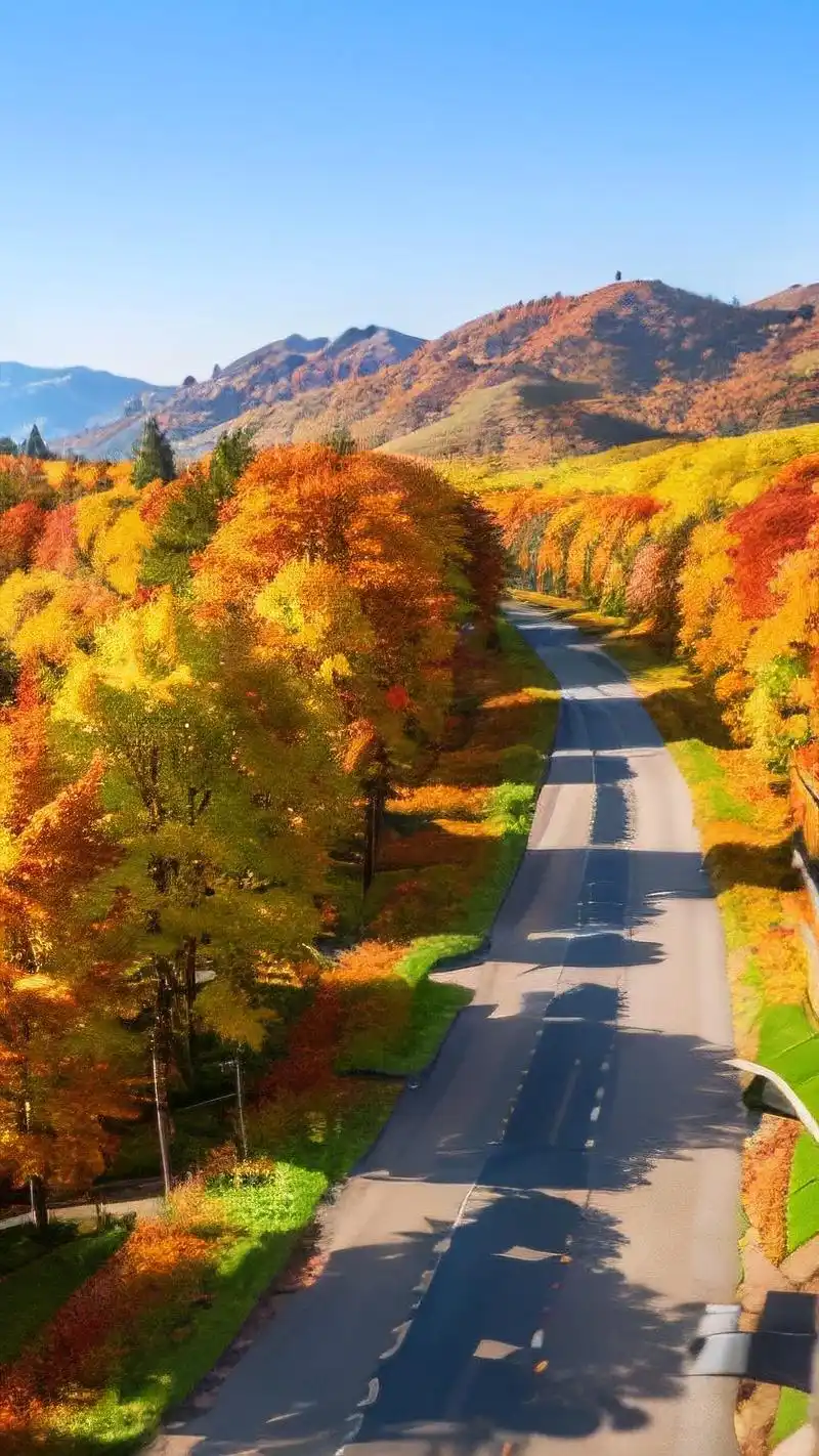 秋天手机壁纸🍁,漫步枫叶小径🍂