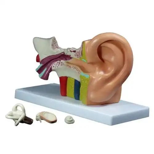 3倍大耳模型/耳朵模型