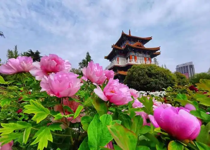 洛阳王城公园沉香楼附近,丹香迎宾牡丹观赏区 受访者供图