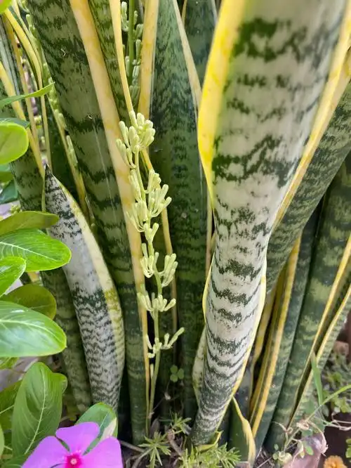 金边虎皮兰这是开花了吗