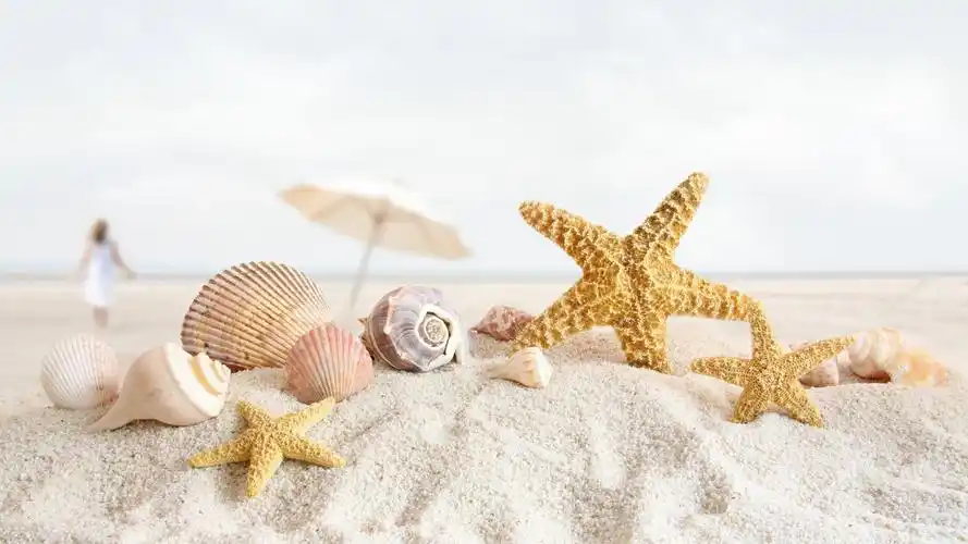 阳光沙滩贝壳高清桌面壁纸