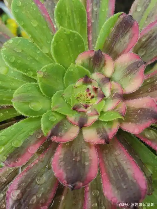 四月,春天的气息更加明显,多肉法师的春天即将唱响