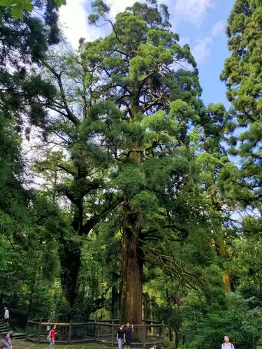 三宝树为庐山树木之王,也被誉称镇山之宝.