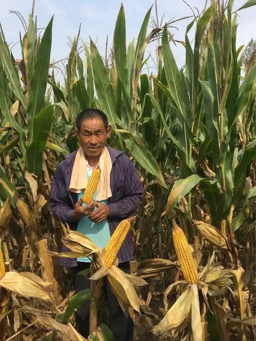 名门新秀登海511诚招各乡镇代理