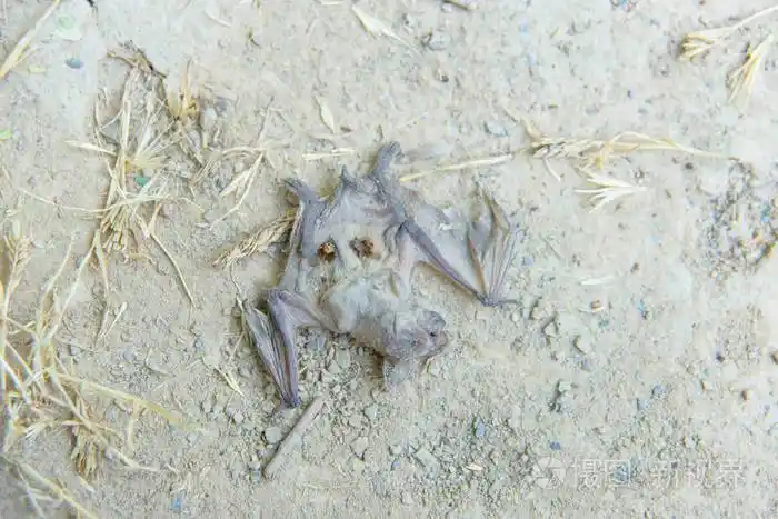 一只死蝙蝠腐烂的动物蝙蝠躺在混凝土上哺乳动物的死亡干了尖翼