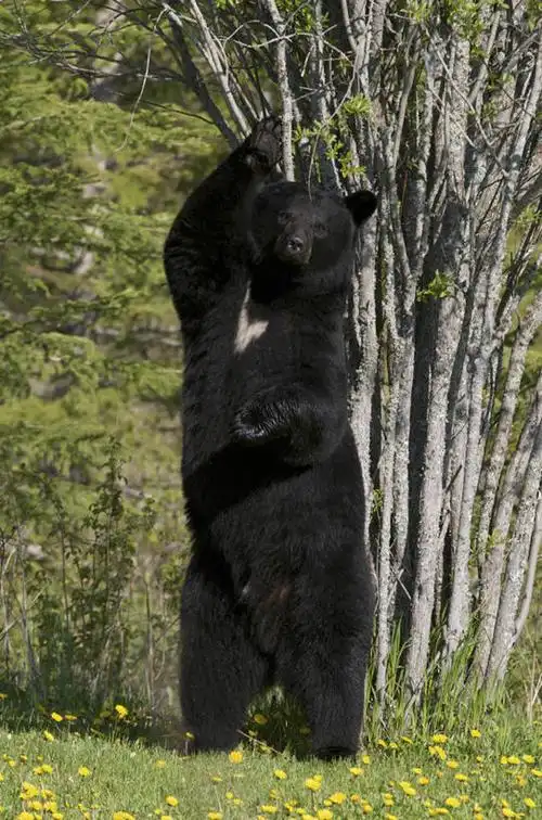 成年人,臀部,无人,站,竖图,室外,白天,正面,野生动物,熊,黑熊,加拿大