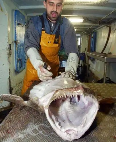 十大恐怖海洋生物(图)