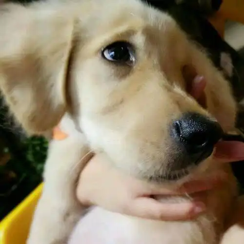 狗那么可爱,我可以抱它主人吗?这主人到底有多美