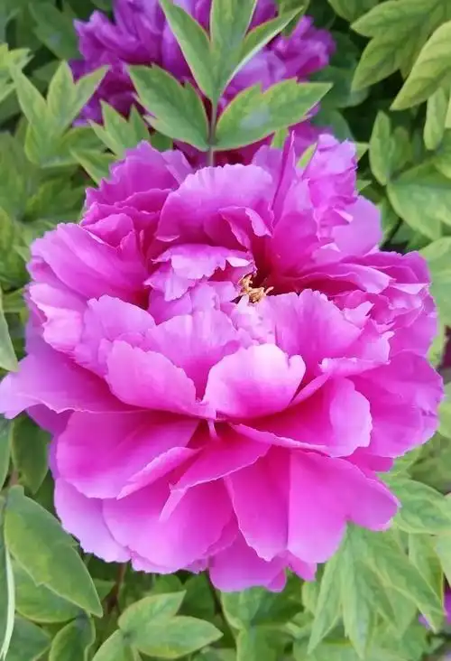 最漂亮的牡丹花图片,美女们都喜欢花呀,草啊