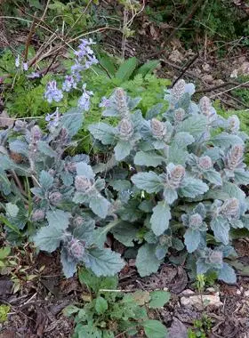 白毛筋骨草过冬青散血草新鲜夏枯草