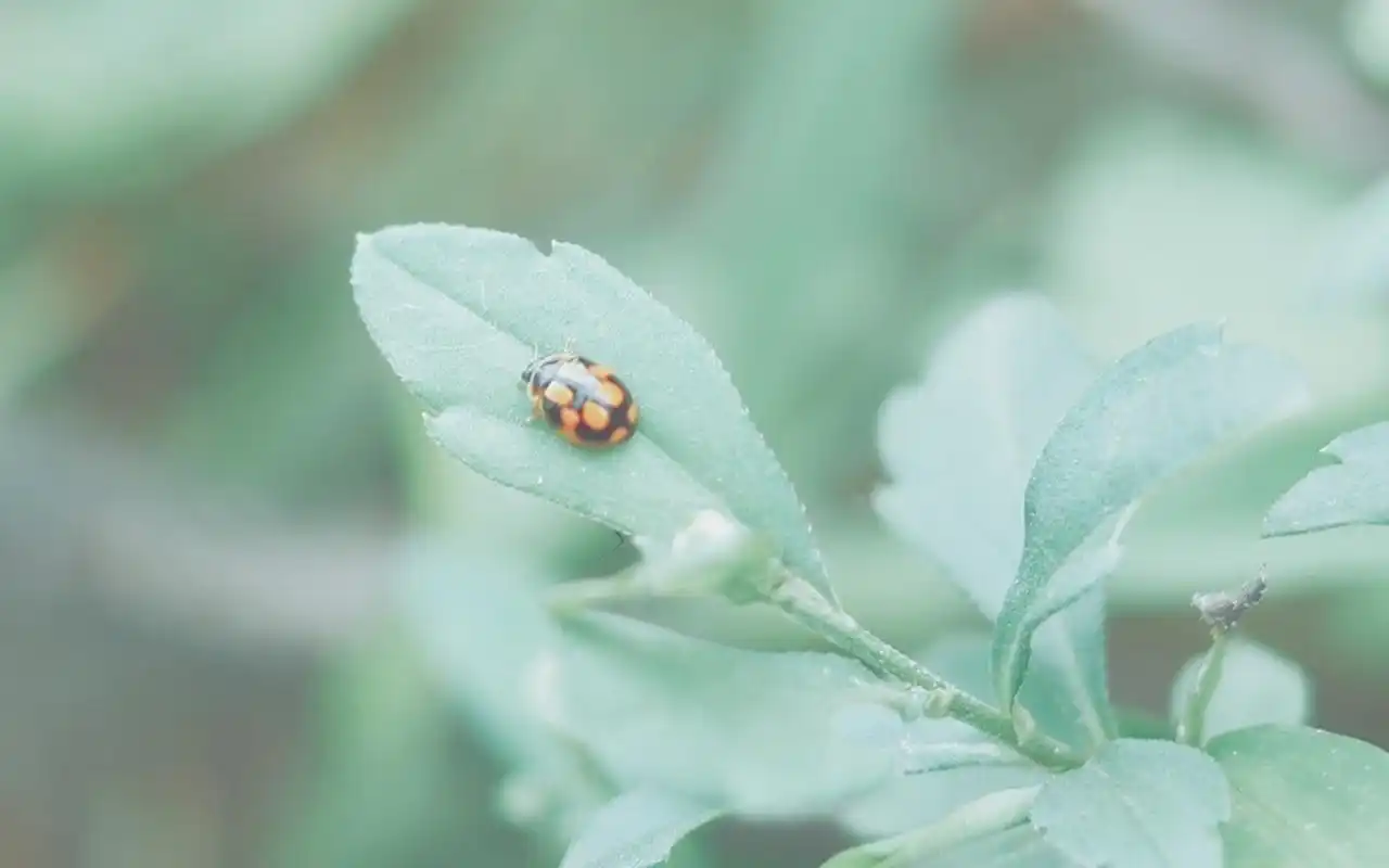 小清新护眼高清电脑桌面壁纸图片
