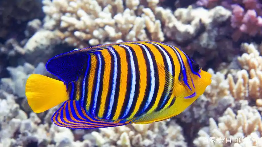 别看黑鲪鱼"五大三粗"的,但是很胆小.