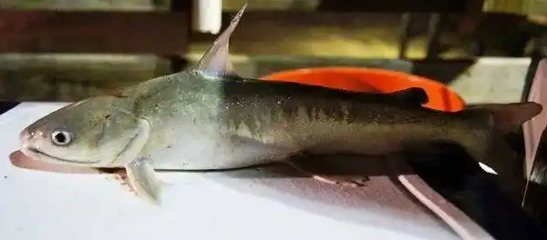 痛不欲生数小时近日出海钓鱼不小心遭受暗丁刺到手