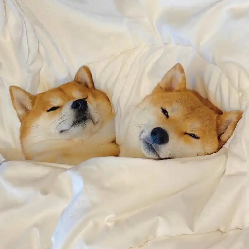 2021最新微信头像|背景图 可爱的柴犬又来啦,这次是来了两只哟 哈哈哈