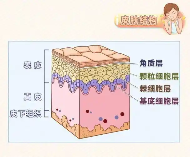 护肤品是智商税吗皮肤清洁后一定要用护肤品保湿吗