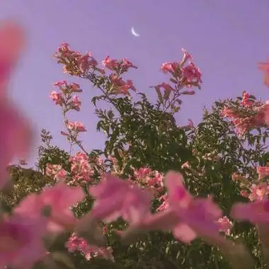 2021最美风景头像高清好看的2021最美微信风景图片