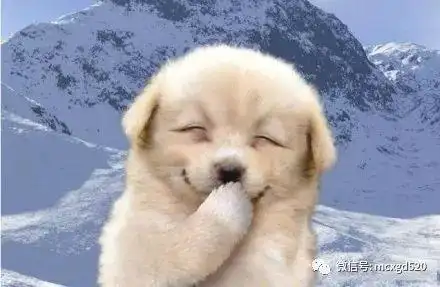 动物开怀大笑瞬间,你最喜欢哪一个呢