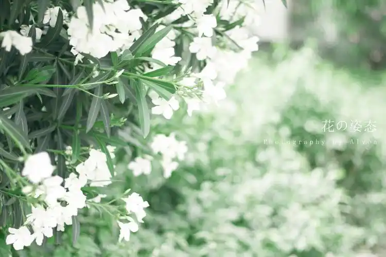 春天花意绿色唯美主题摄影